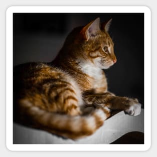 Weasley the ginger tabby Sticker